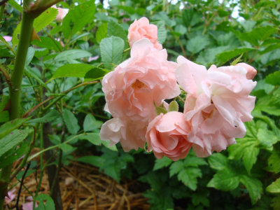 DSC07289.JPG