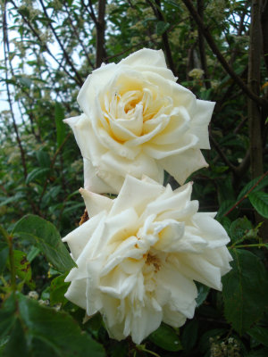 DSC07292.JPG