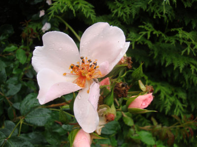 DSC07294.JPG