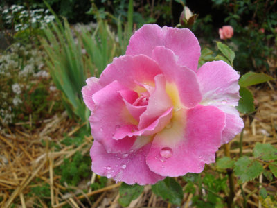 DSC07298.JPG
