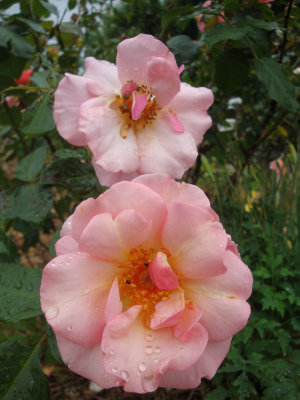 DSC07299.JPG
