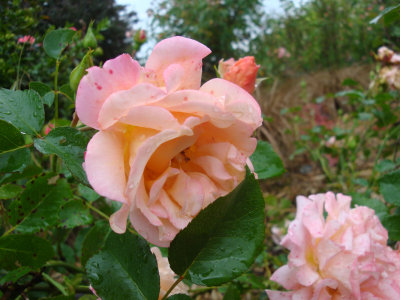 DSC07302.JPG