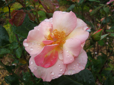 DSC07305.JPG