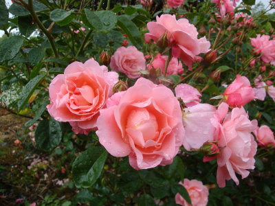 DSC07319.JPG