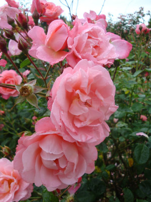 DSC07320.JPG