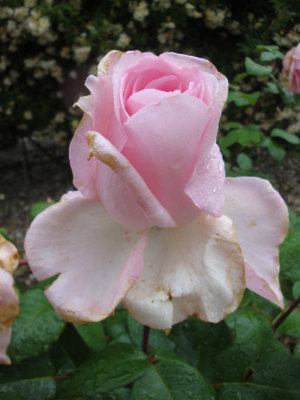 DSC07321.JPG