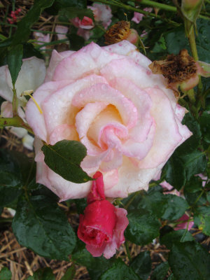 DSC07323.JPG