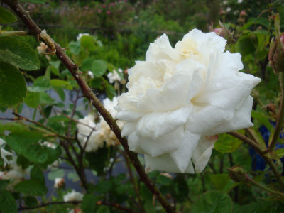 DSC07324.JPG