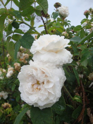 DSC07326.JPG