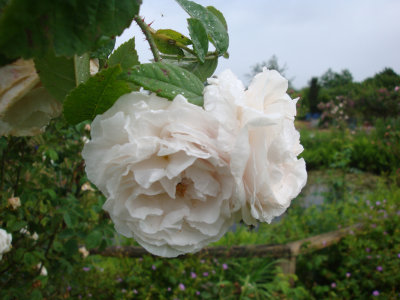 DSC07327.JPG
