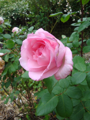 DSC07328.JPG