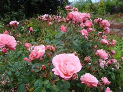 DSC07329.JPG