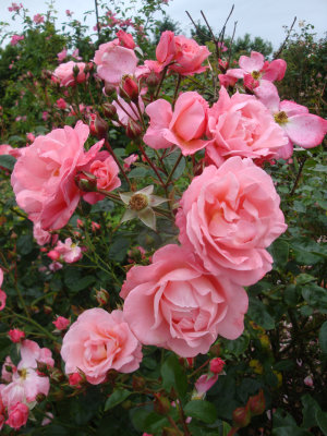 DSC07331.JPG