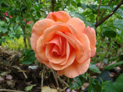 DSC07334.JPG