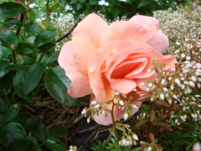 DSC07343.JPG