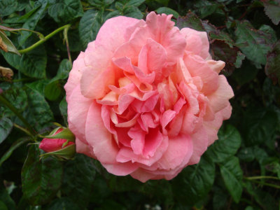 DSC07346.JPG