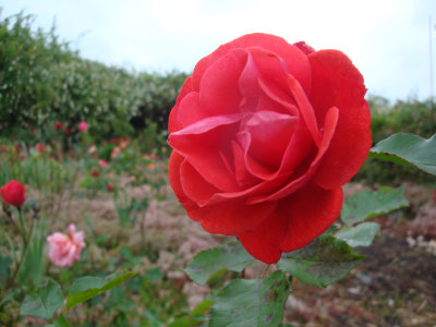DSC07347.JPG