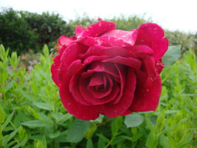 DSC07350.JPG