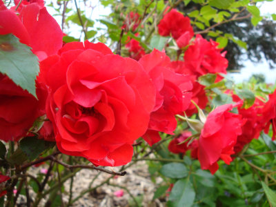 DSC07353.JPG