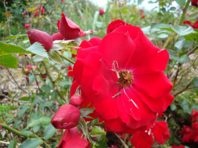 DSC07354.JPG
