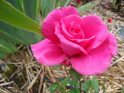 DSC07355.JPG