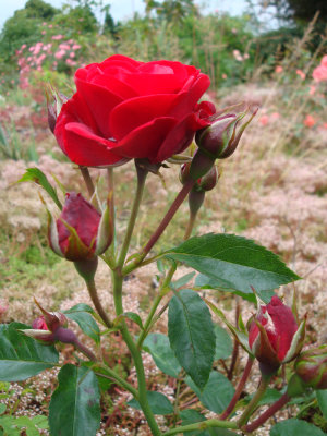 DSC07358.JPG