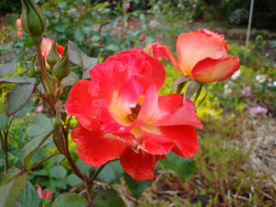 DSC07363.JPG