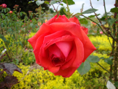 DSC07364.JPG