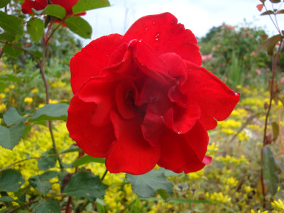 DSC07366.JPG