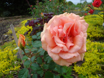 DSC07367.JPG