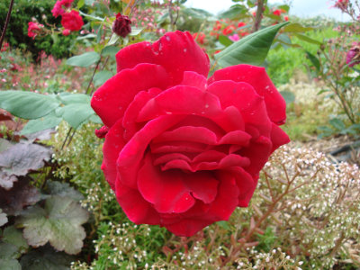 DSC07368.JPG
