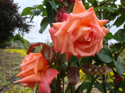 DSC07370.JPG
