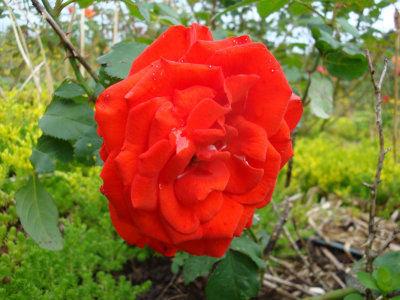 DSC07371.JPG