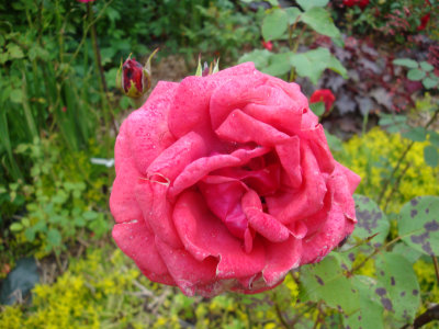 DSC07374.JPG