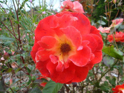 DSC07381.JPG