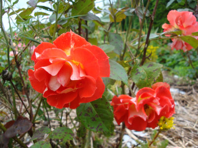 DSC07382.JPG