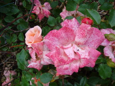 DSC07384.JPG