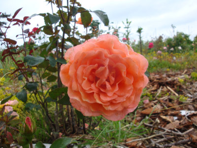 DSC07388.JPG