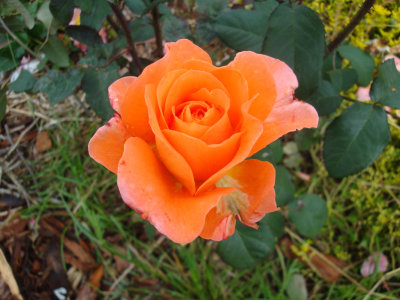 DSC07389.JPG