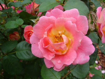 DSC07390.JPG
