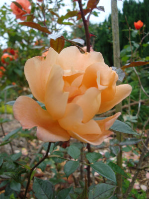 DSC07394.JPG