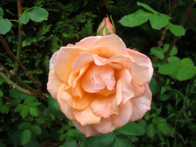DSC07400.JPG