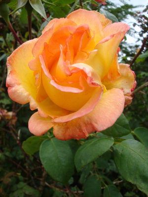 DSC07407.JPG