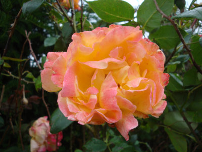 DSC07409.JPG