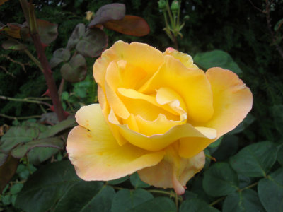 DSC07410.JPG