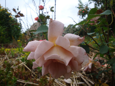 DSC07413.JPG