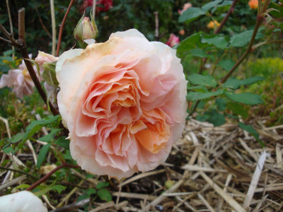 DSC07416.JPG