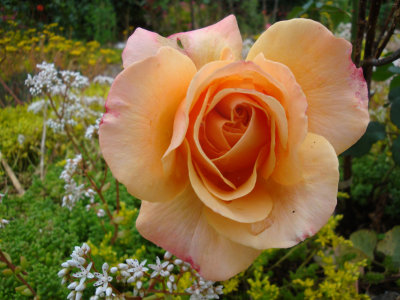 DSC07417.JPG