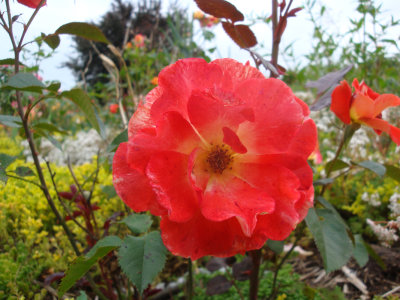 DSC07418.JPG