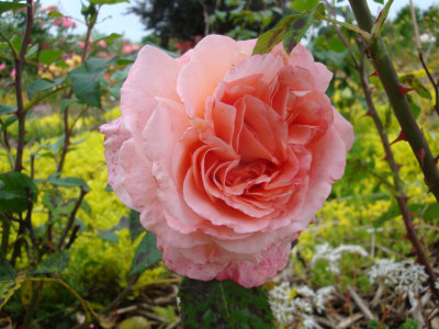 DSC07420.JPG